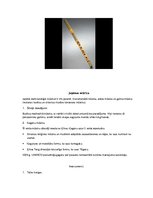 Konspekts 'Tradicionālā mūzika Āzijā', 4.