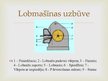 Konspekts 'Lobītā finiera plātņu ražošana', 19.
