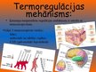 Prezentācija 'Termoregulācija un adapcija', 3.