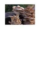 Referāts 'Šitake bioloģija', 9.