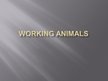 Prezentācija 'Working Animals', 3.