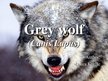 Prezentācija 'Grey Wolf', 1.