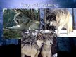 Prezentācija 'Grey Wolf', 12.