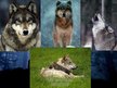 Prezentācija 'Grey Wolf', 29.