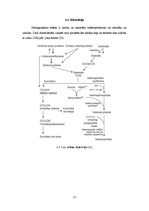 Referāts 'Selēns', 13.