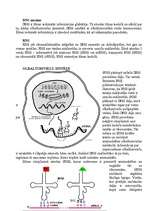 Konspekts 'Gēnu inženierija', 5.