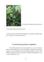 Referāts 'Ārstniecības augi Ventspils novadā', 14.