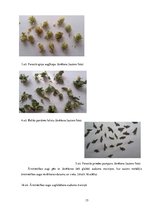 Referāts 'Ārstniecības augi Ventspils novadā', 15.