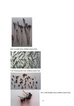 Referāts 'Ārstniecības augi Ventspils novadā', 21.