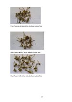 Referāts 'Ārstniecības augi Ventspils novadā', 23.