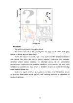 Referāts 'SIA "Triāls" tirgus izpēte', 15.
