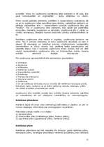 Referāts 'Mārketinga loma uzņēmuma attīstībā', 11.