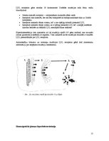 Referāts 'Hiperlipidēmija un aptaukošanās', 13.