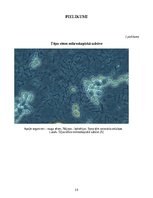 Referāts 'Tējas sēnes masas izmaiņas kofeīnu un cukuru saturošās barotnēs skolas laborator', 19.