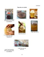 Referāts 'Tējas sēnes masas izmaiņas kofeīnu un cukuru saturošās barotnēs skolas laborator', 23.