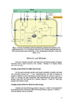 Referāts 'Revealing Leaf Nodules: Symbiosis between Plant Psychotria Kirkii and Bacterium ', 6.