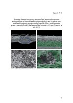 Referāts 'Revealing Leaf Nodules: Symbiosis between Plant Psychotria Kirkii and Bacterium ', 10.