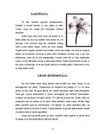 Referāts 'Lilijas', 10.
