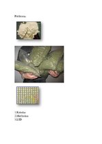 Referāts 'Narkotiskās vielas un to lietošanas sekas', 15.