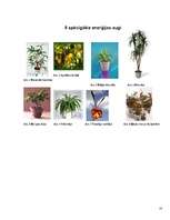 Referāts 'Telpaugu nozīme viesmīlīgas atmosfēras radīšanā', 10.