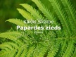 Prezentācija 'Kārlis Skalbe "Papardes zieds"', 1.