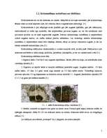 Biznesa plāns 'Z/s „Odziņa” ražošanas plāns 2007.gadam', 5.