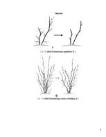 Biznesa plāns 'Z/s „Odziņa” ražošanas plāns 2007.gadam', 6.