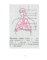 Konspekts 'Elpošanas sistēma', 11.