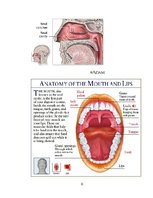 Konspekts 'Elpošanas sistēma', 12.