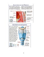 Konspekts 'Elpošanas sistēma', 13.