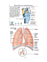 Konspekts 'Elpošanas sistēma', 14.