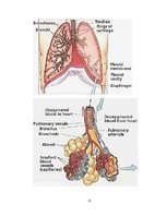 Konspekts 'Elpošanas sistēma', 15.