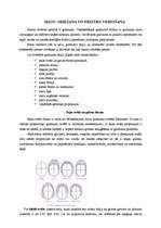 Referāts 'Matu griešana un frizūru veidošana', 1.