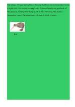 Referāts 'New Zealand', 7.