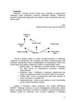 Referāts 'SIA "CIDO" mārketinga vides un stratēģijas analīze un darbības plānošana', 20.