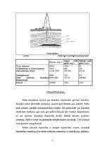 Referāts 'Nafta', 5.