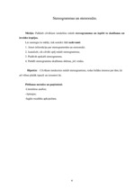 Referāts 'Stereogrammas', 4.