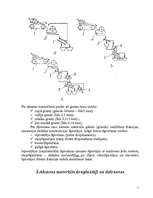 Referāts 'Akmens materiālu pārstrādes mašīnas', 5.