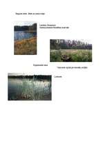 Referāts 'Ezeri', 20.