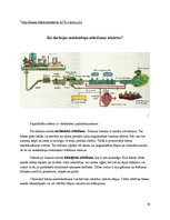 Referāts 'Grobiņas apkārtējo ūdeņu piesārņotība', 18.