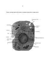 Referāts 'Клетка', 10.