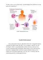 Referāts 'Cilmes šūnas', 12.