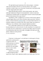 Referāts 'Cilmes šūnas', 13.