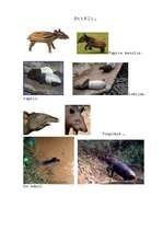 Referāts 'Tapirs', 6.