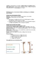 Konspekts 'Anatomija un mioloģija', 3.