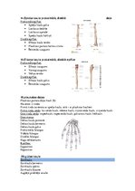 Konspekts 'Anatomija un mioloģija', 7.