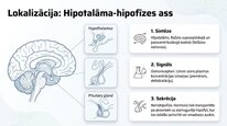 Prezentācija 'Vazopresīns', 7.