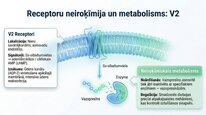 Prezentācija 'Vazopresīns', 20.