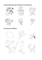 Prezentācija 'Augu pasaule, burtnīca pirmsskolai', 6.