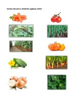 Prezentācija 'Augu pasaule, burtnīca pirmsskolai', 10.